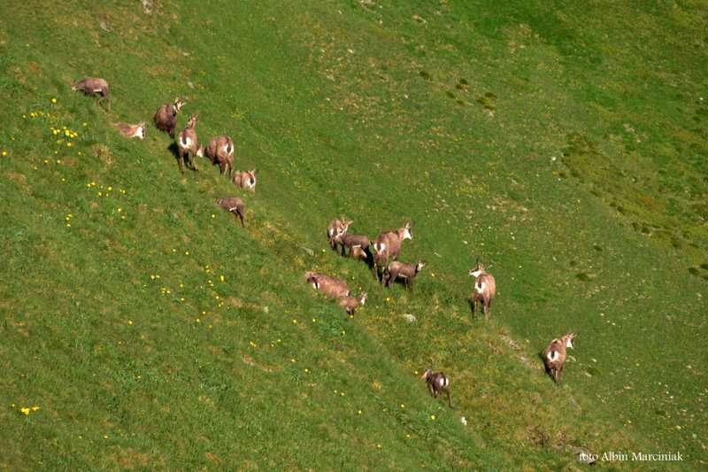 zwierzęta w Tatrach kozice 12