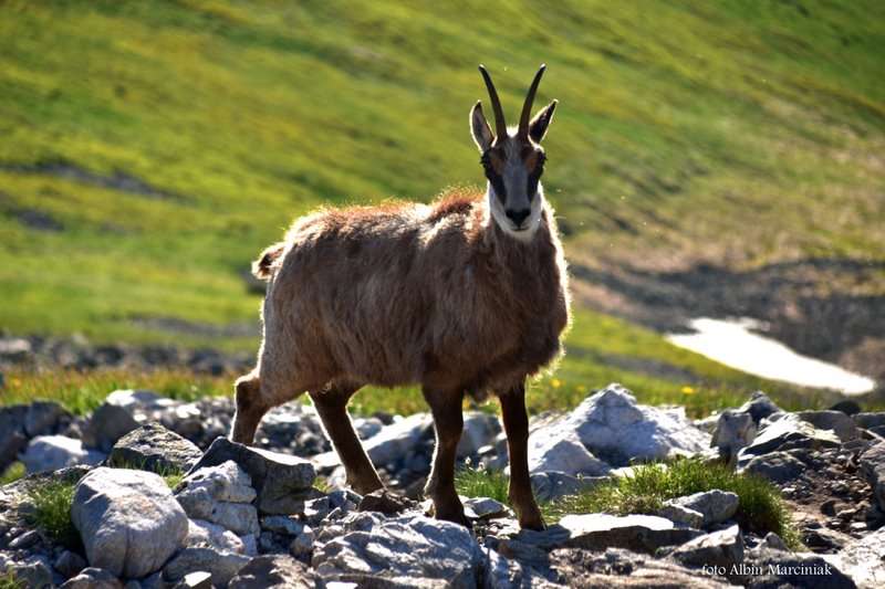 zwierzęta w Tatrach kozice 8