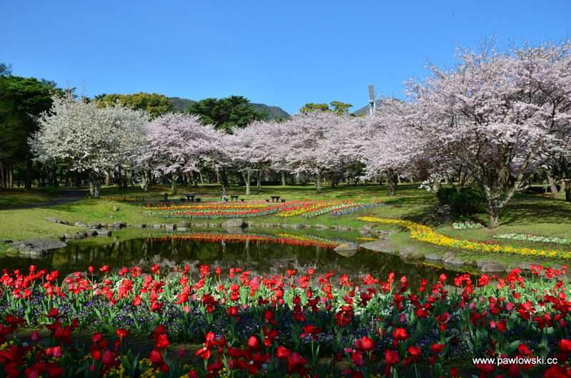 Hanami Japonia 10