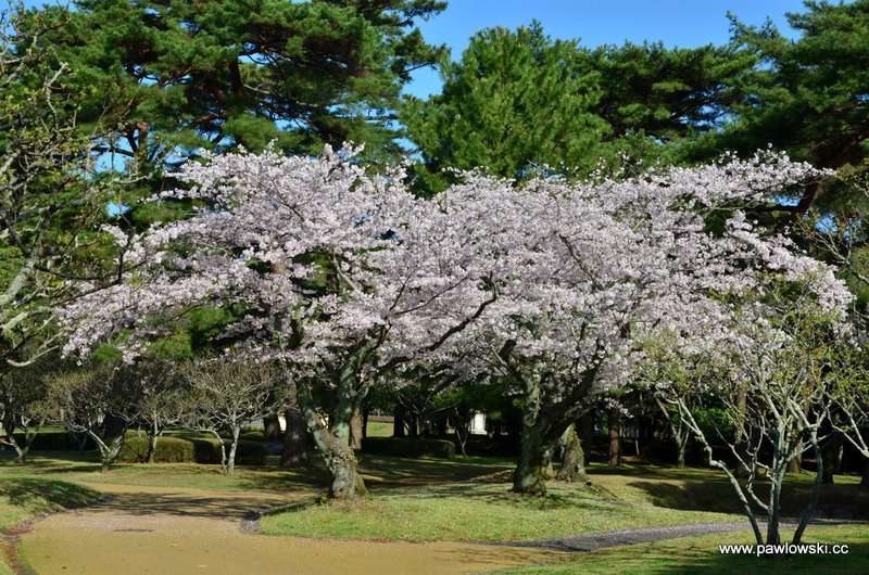 Hanami Japonia 11