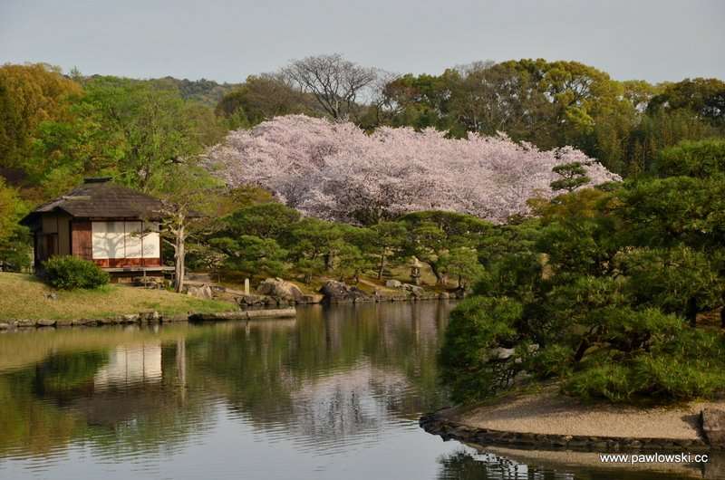 Hanami Japonia 12