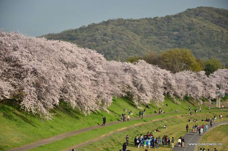 Hanami Japonia 13