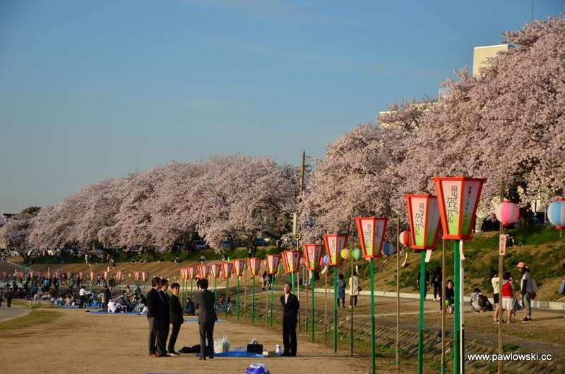 Hanami Japonia 15