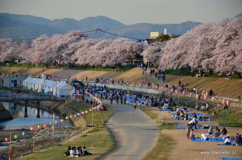 Hanami Japonia 16