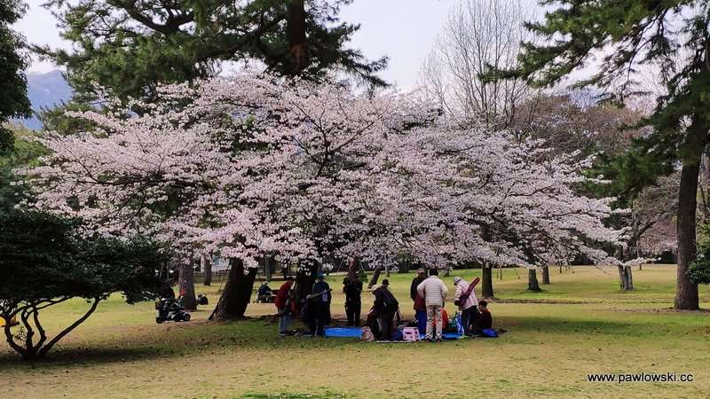 Hanami Japonia 17