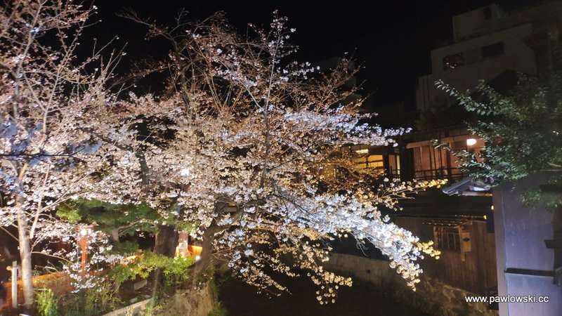 Hanami Japonia 20