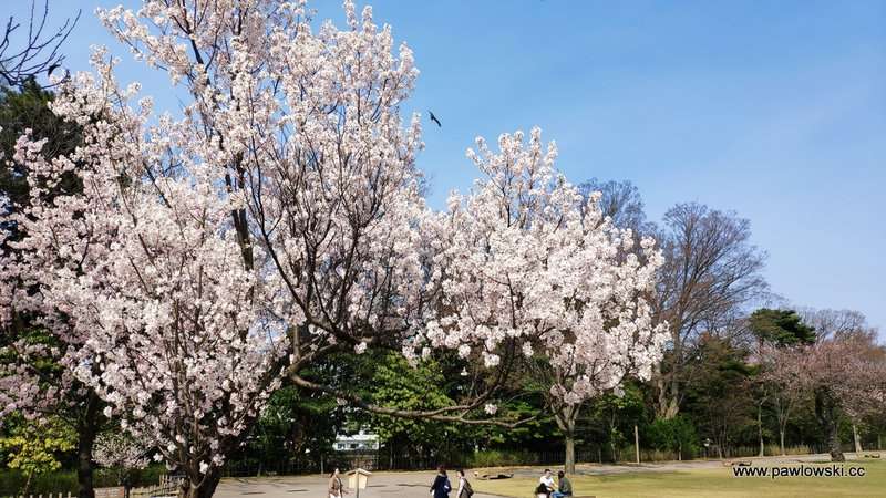 Hanami Japonia 21