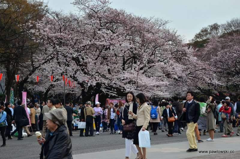 Hanami Japonia 3