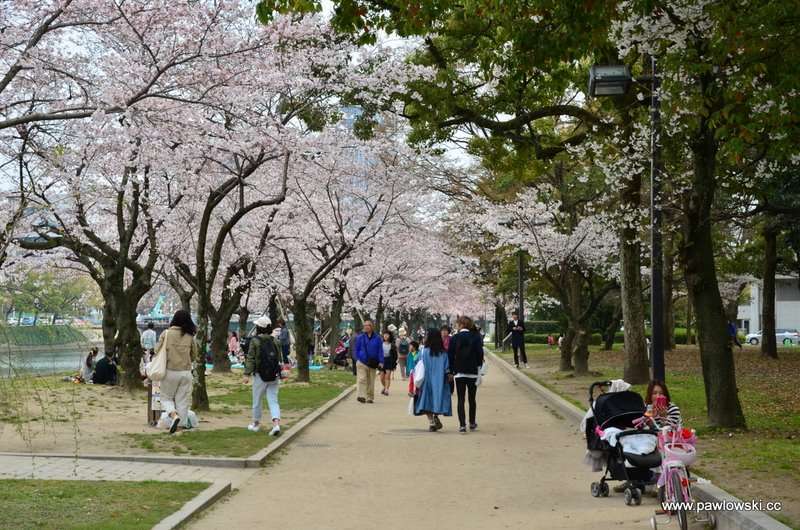 Hanami Japonia 4