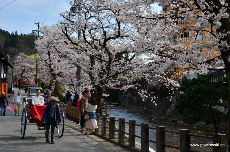 Hanami Japonia 6