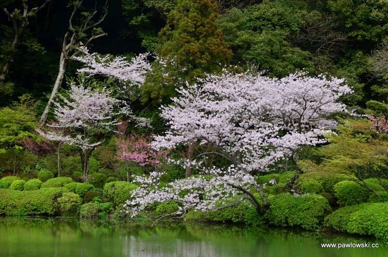 Hanami Japonia 7