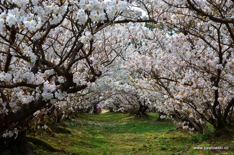 Hanami Japonia 8