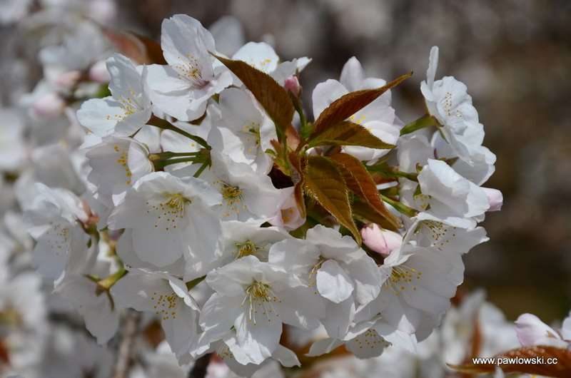 Hanami Japonia 9