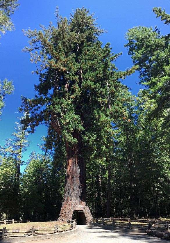 Mendocino Tree