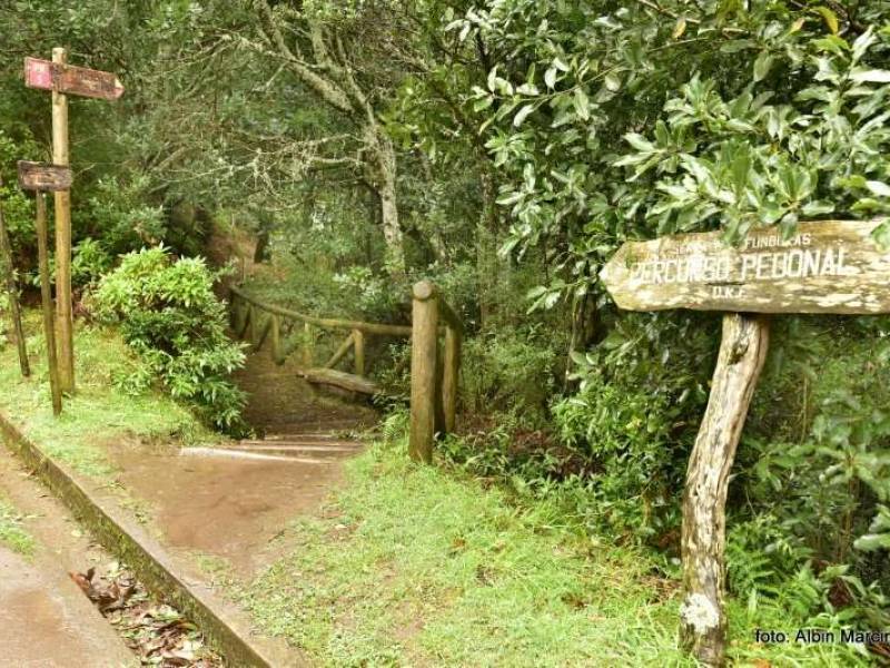 Prehistoryczny las wawrzynowy na Maderze