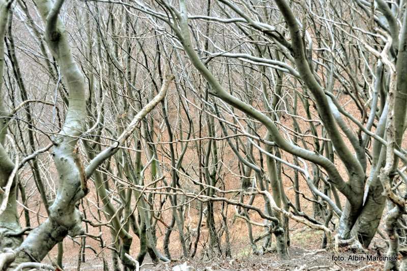 Møns Klint Dania białe klify w regionie Zelandia 17