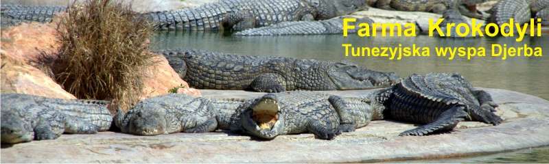 Farma Krokodyli Tunezja