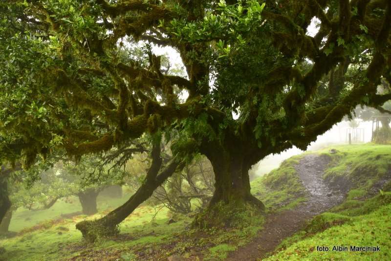 Madeira Portugal Posto Florestal 4