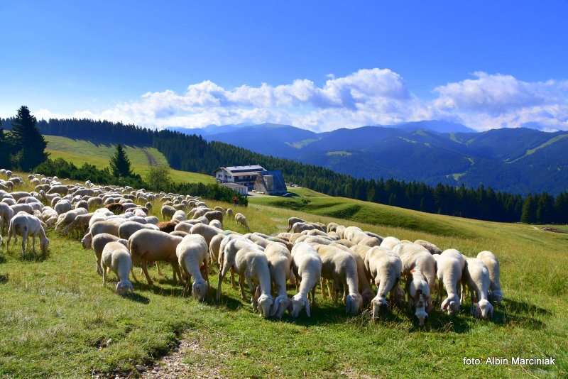 Schronisko górskie Rifugio Paradiso Trydent Italia mountain Trentino 17