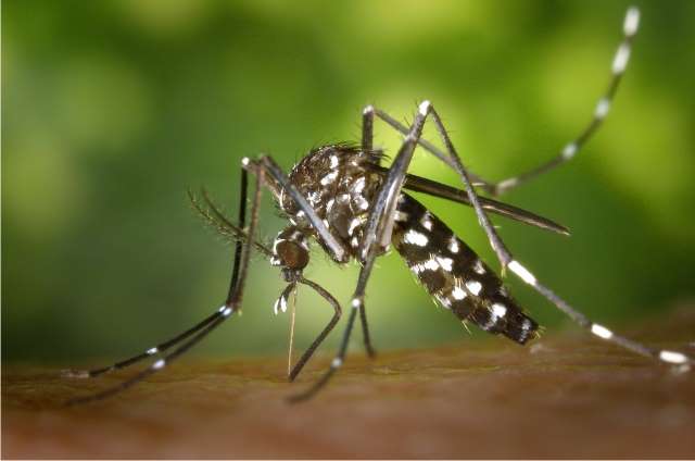 Jak się chronić przed komarami 2