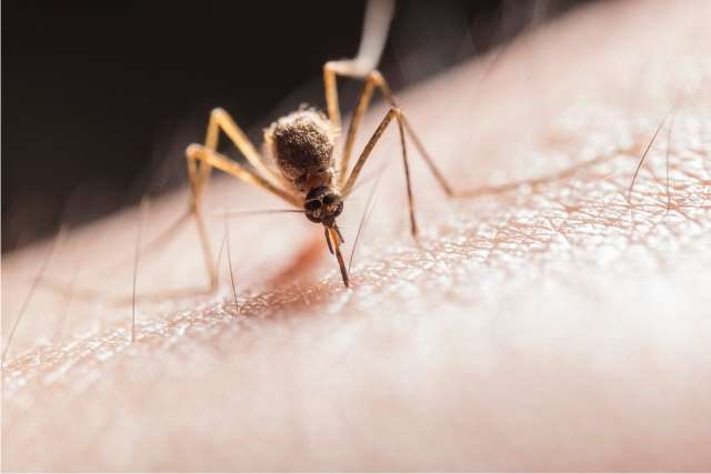 Jak się chronić przed komarami 3