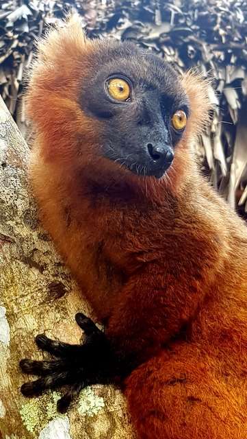 Madagaskar 8