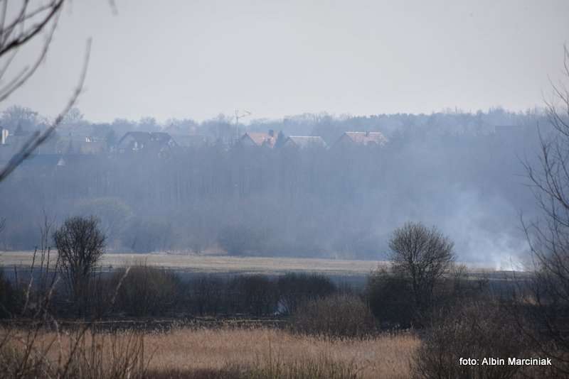 pożar łąk w Krakowie 13