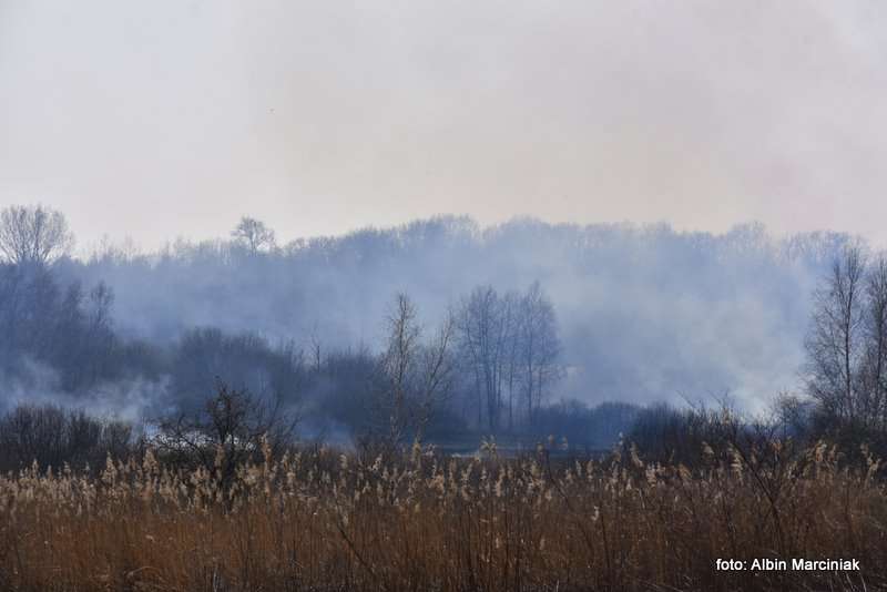 pożar łąk w Krakowie 38