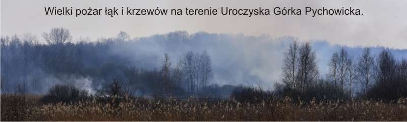 Wielki pożar łąk i krzewów na terenie Uroczyska Górka Pychowicka