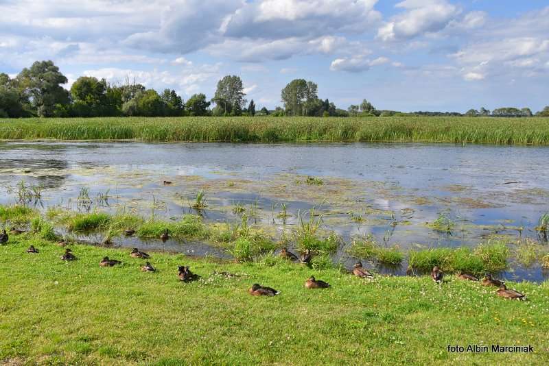 12 Biebrzański Park Narodowy Goniądz Biebrza