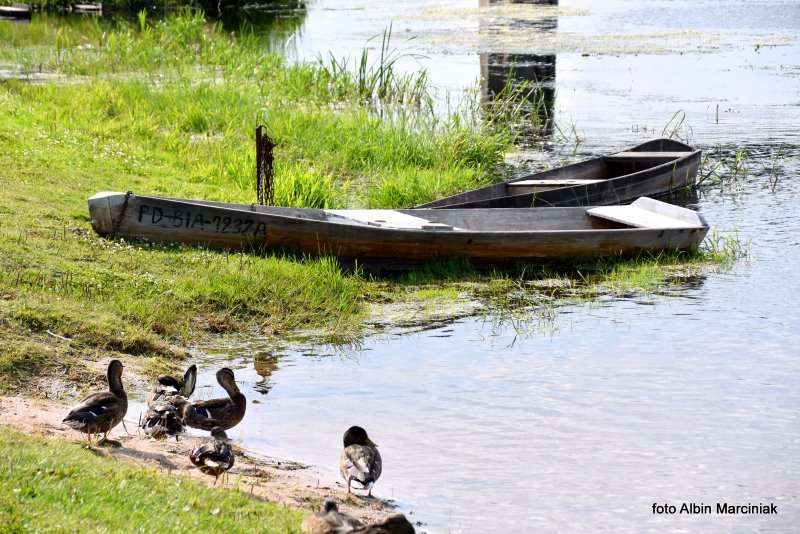 23 Biebrzański Park Narodowy Goniądz Biebrza