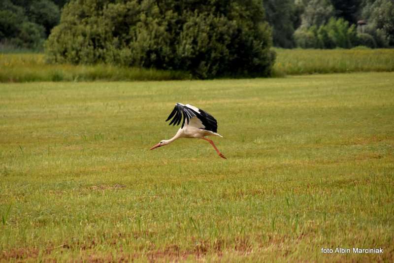 27 Goniądz bociany Biebrzański Park Narodowy