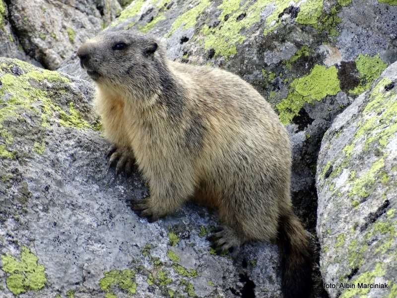 świstak Marmot Tatry 1