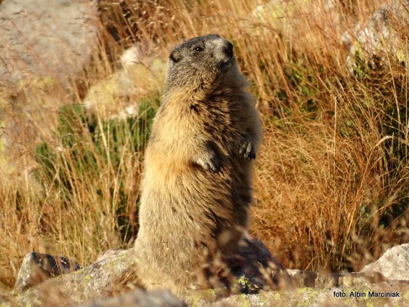 świstak Marmot Tatry 2