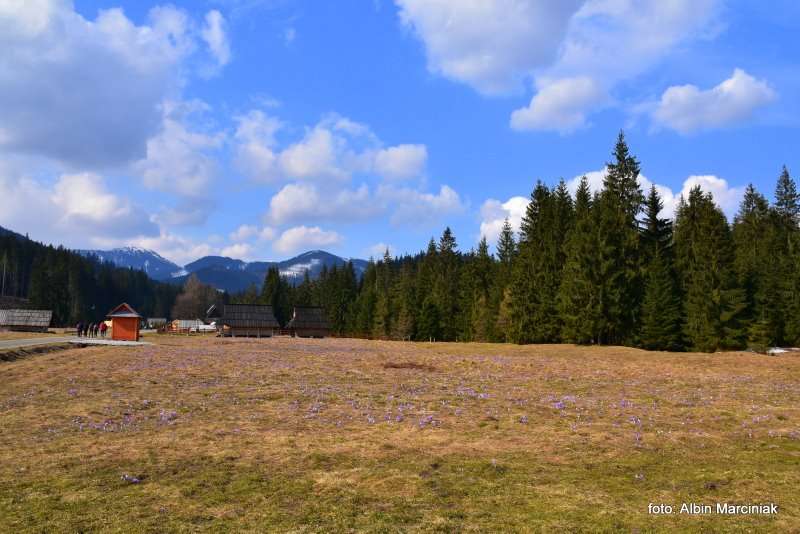 Krokusy w Tatrach 2