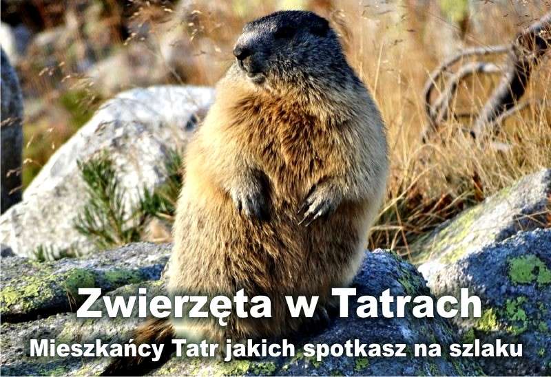 Zwierzęta w Tatrach po zmroku