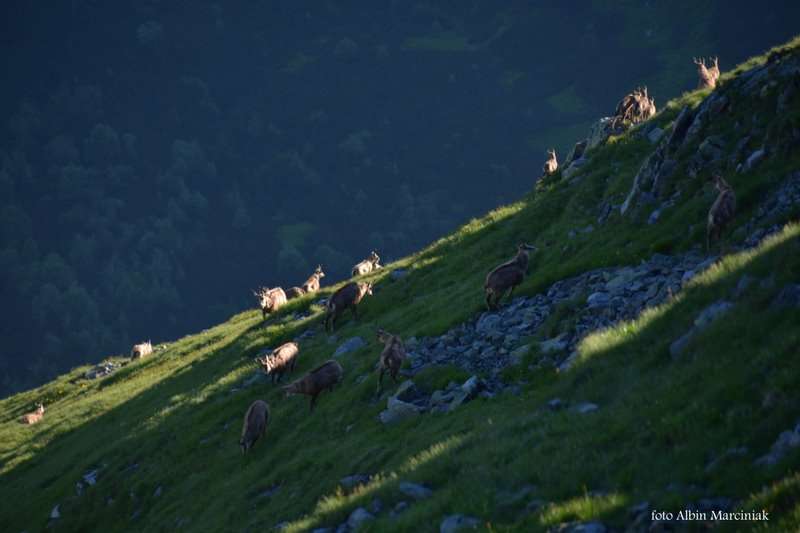 zwierzęta w Tatrach kozice 10