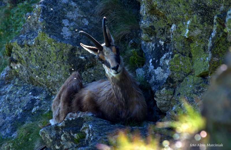zwierzęta w Tatrach kozice 11