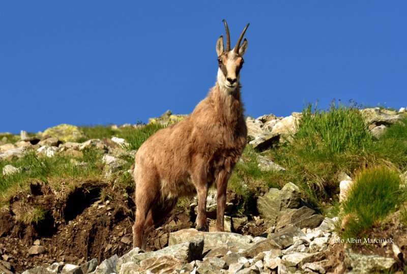 zwierzęta w Tatrach kozice 9