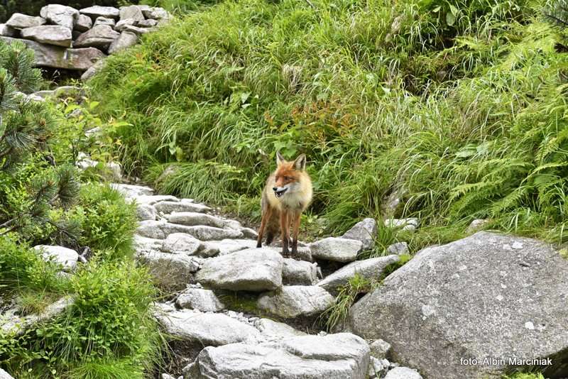 zwierzęta w Tatrach lis