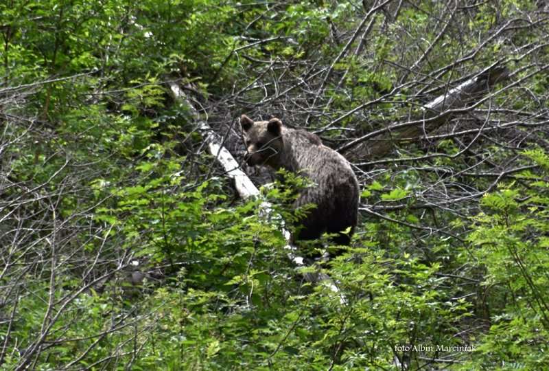 zwierzęta w Tatrach niedźwiedź