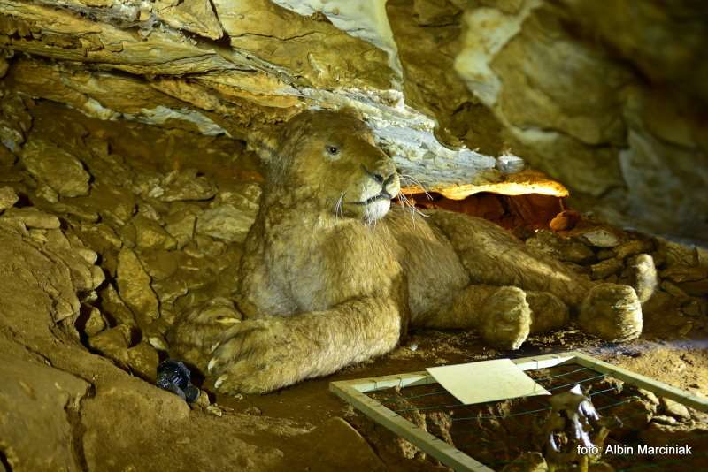 Jaskinia Niedźwiedzia w Kletnie 4
