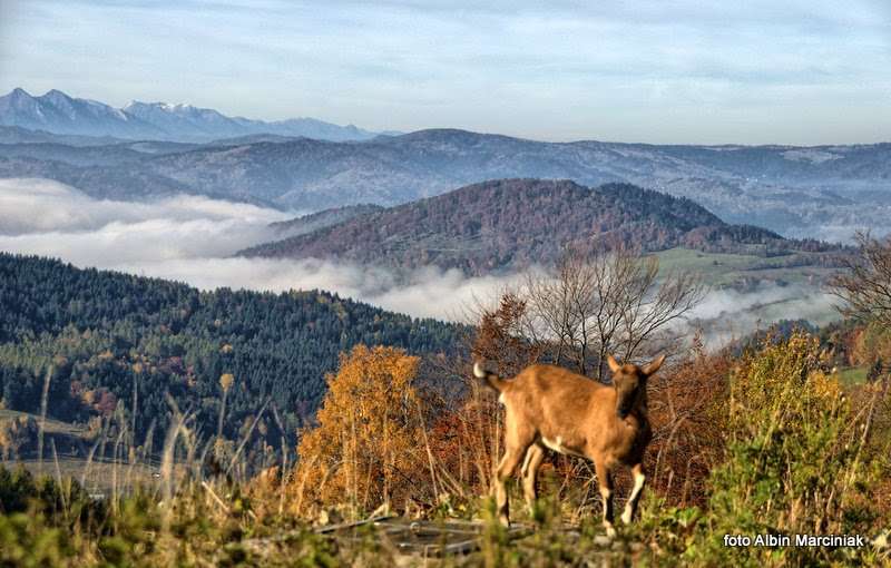 Bacówka nad Wierchomlą Beskid Sądecki 7