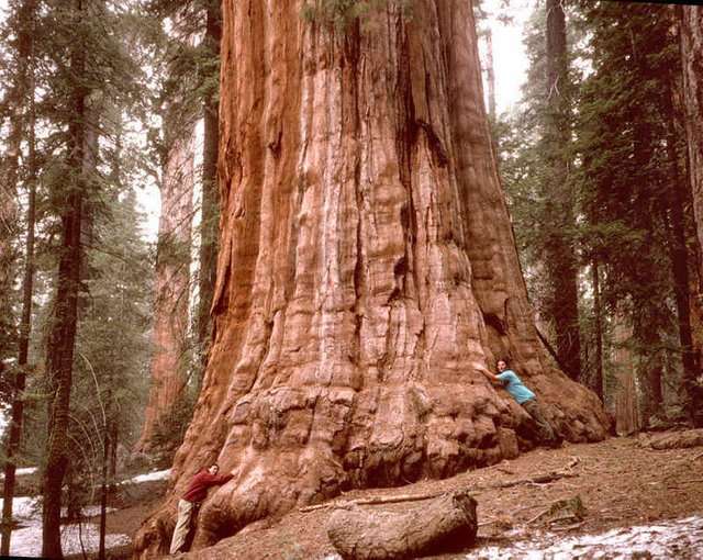 Lauralin sequoia
