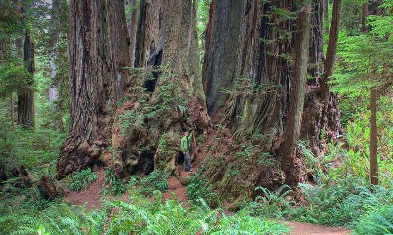 Orion sequoia