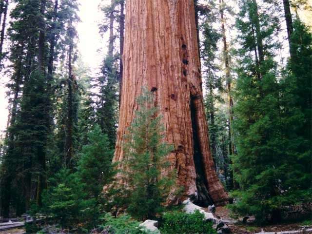 The National Geographic Society sequoia